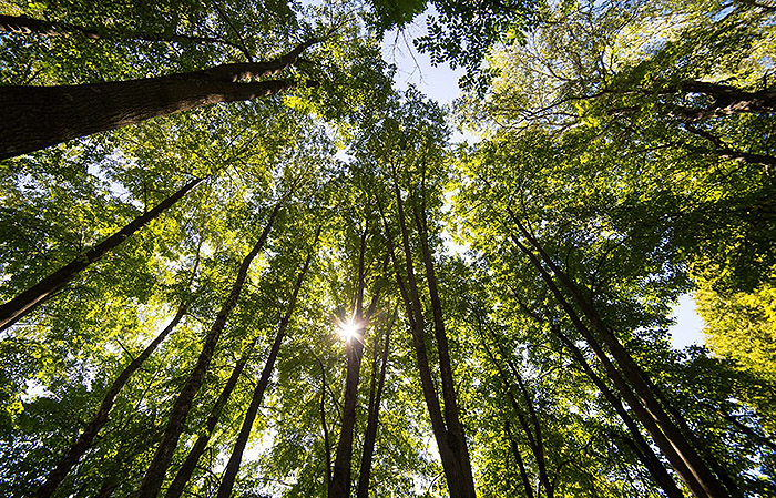 This slide depicts a photograph taken from the perspective of the forest floor looking up at the top of nearby trees.