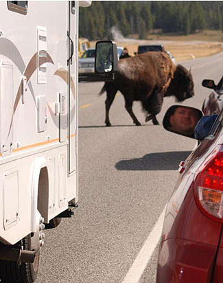 This is a photograph of stopped traffic due to a bison crossing the road. Please see the Extended Text Description below.