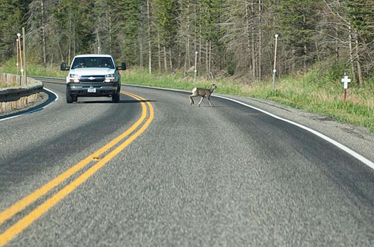 This is a photograph of a white truck driving around the bend of a road towards the viewer, on the left side of the road. On the right side of the road is a deer running toward the trees on the side.